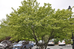 Chionanthus virginicus — photo 3
